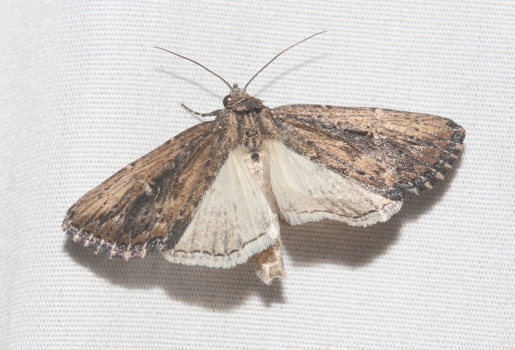 Condica discistriga