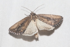 Condica discistriga