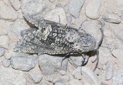 Prionoxystus robiniae