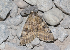 Catocala benjamini ute