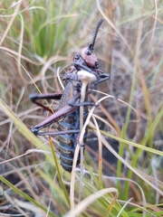 Dictyophorus griseus