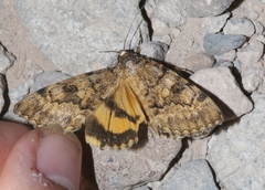 Catocala benjamini ute