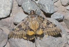 Catocala benjamini ute