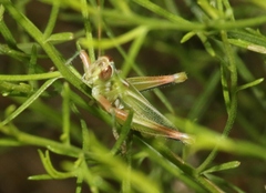 Hesperotettix viridis