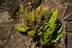 Asplenium adiantum-nigrum