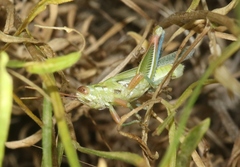 Hesperotettix viridis