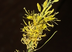 Stanleya bipinnata