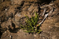 Asplenium trichomanes