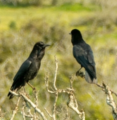 Corvus capensis