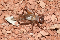 Gryllus navajo