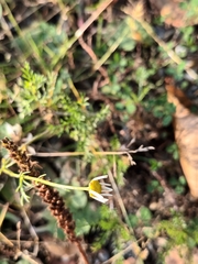 Tripleurospermum inodorum