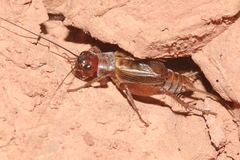 Gryllus navajo