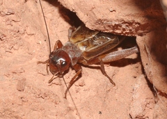 Gryllus navajo