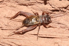 Gryllus navajo