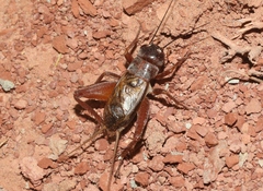 Gryllus navajo