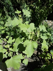 Xanthium orientale