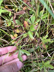 Potentilla simplex