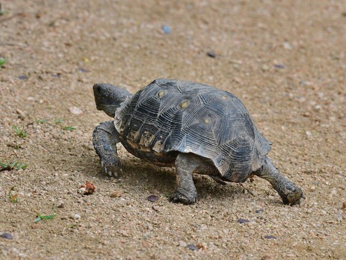 Texas Tortoise, Hidalgo County, US-TX, US, photo 8 of 10