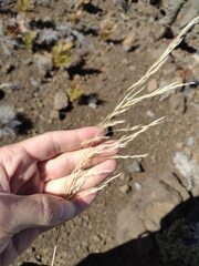 Deschampsia nubigena