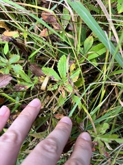 Potentilla simplex