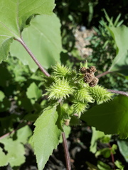 Xanthium orientale