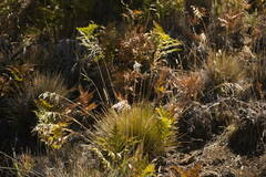 Deschampsia nubigena