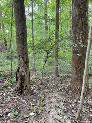 Liriodendron tulipifera