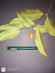 Lacmellea arborescens