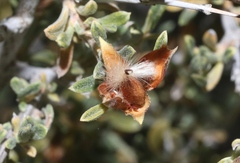 Coleogyne ramosissima