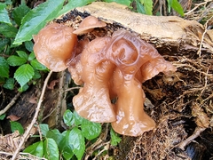 Auricularia