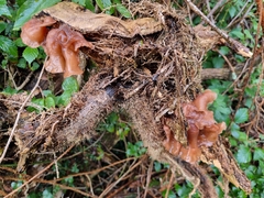 Auricularia