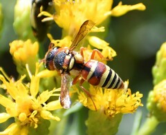 Euodynerus annulatus