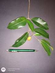 Lacmellea arborescens