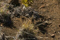 Anthoxanthum odoratum