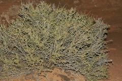 Coleogyne ramosissima