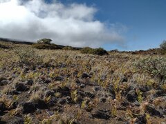 Pteridium aquilinum decompositum
