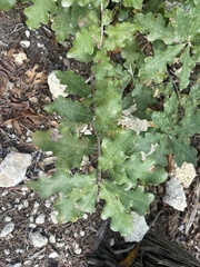 Quercus sinuata