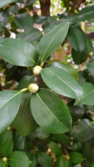 Camellia japonica