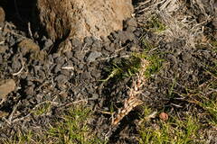 Cenchrus clandestinus