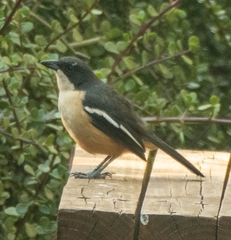 Laniarius ferrugineus