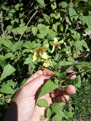 Clematis serratifolia