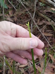 Tricoryne anceps pterocaulon