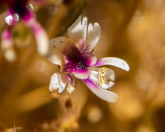 Schizanthus parvulus
