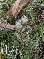 Clematis microphylla