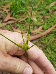 Cyperus polystachyos