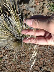 Deschampsia nubigena