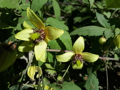 Clematis serratifolia