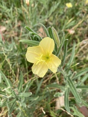 Oenothera drummondii