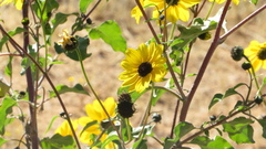 Helianthus petiolaris