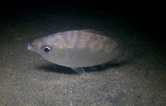 Eucinostomus currani